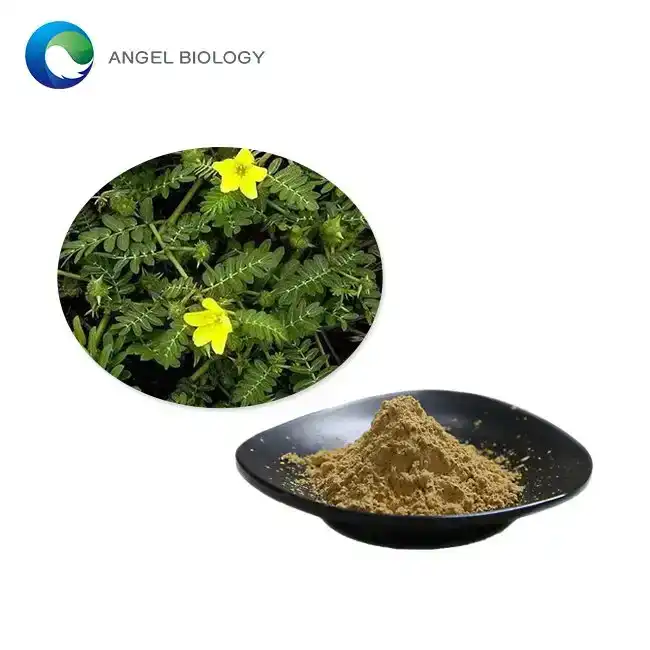 Does Tribulus Terrestris Extract Powder Boost Testosterone?